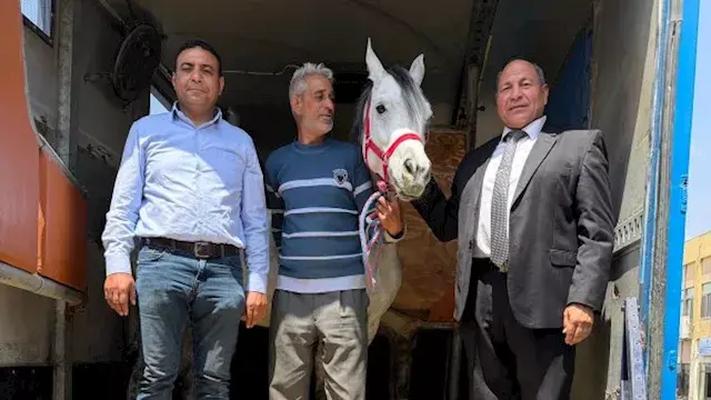 مصر تستأنف تصدير الخيول العربي...
