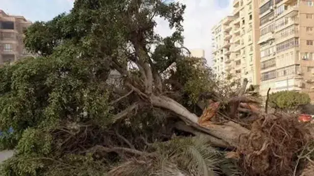 حقيقة قطع أشجار ميدان النادي ب...