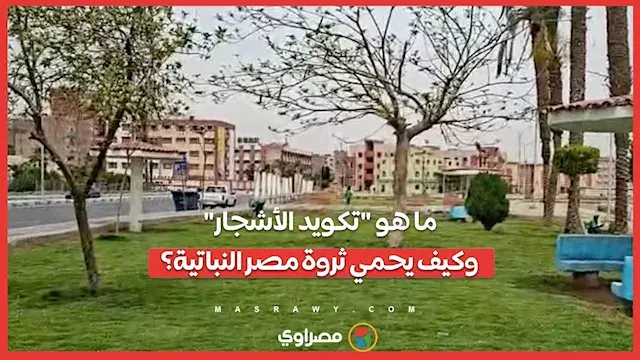 لكل شجرة "رقم قومي".. ما هو "تكويد الأشجار" وكيف يحمي ثروة مصر النباتية؟