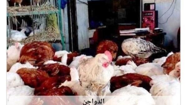 أسعار الدواجن في أسوان اليوم ا...
