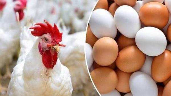 عكست الاتجاه.. مفاجأة في أسعار الدواجن اليوم الجمعة بالاسواق