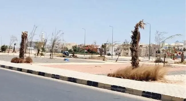 «المصري اليوم» ترصد إهمال أشجار «طريق الغردقة» بعد إنفاق ملايين الجنيهات