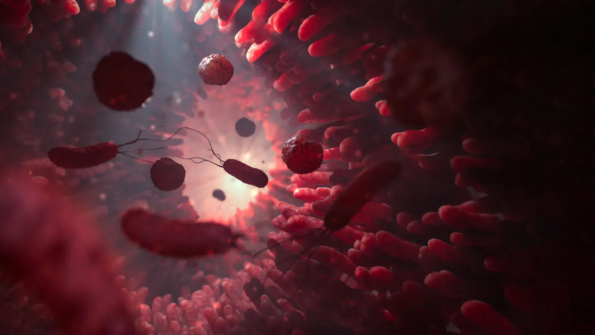 When gut microbes run low on f...