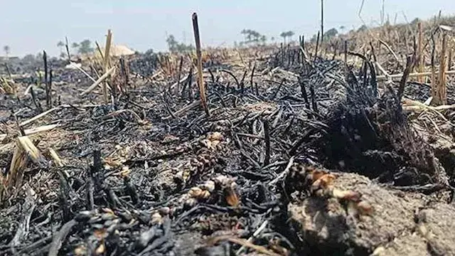 "الذهب الأصفر" في مهب الريح.. نيران وسرقة تحاصر محصول القمح بـ4 محافظات