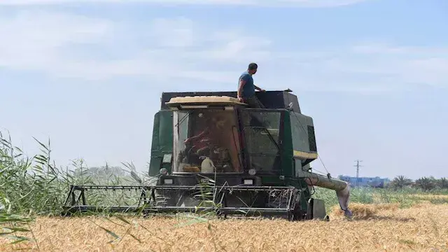 "الذهب الأصفر منور الغيطان".. الإسكندرية تحتفل بموسم حصاد القمح بقرية فلسطين