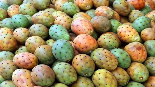 3 فوائد لزيت التين الشوكي للوج...