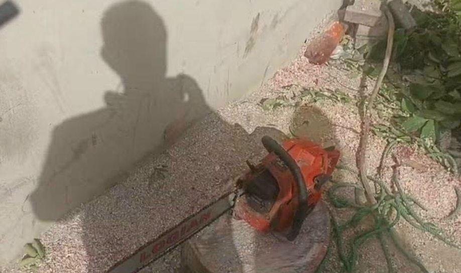 ضبط مواطن أثناء قطع شجرة كايا...