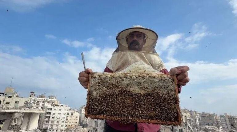 فوق الركام.. نحل غزة يحاول است...