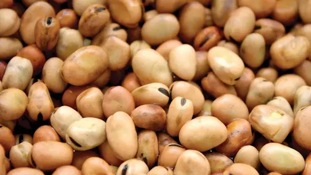 انخفاض أسعار الفول والزيت واللحوم اليوم في الأسواق (موقع رسمي)
