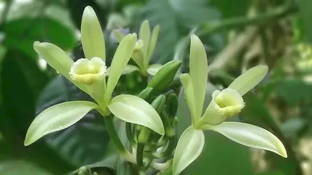 الفانيليا أكثر من مجرد نكهة.....