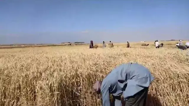 86 % من المستهدف.. "الزراعة" ت...
