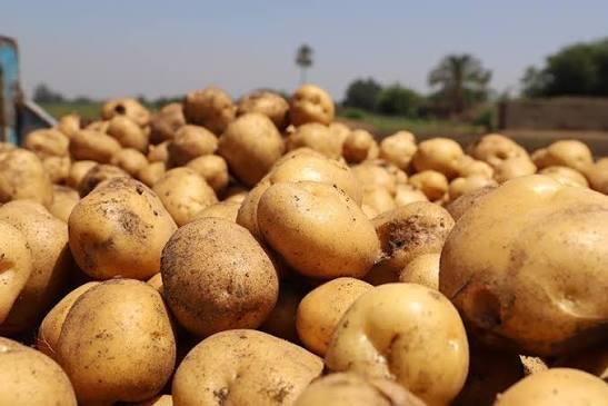 مصر تستحوذ على 2% من صادرات ال...