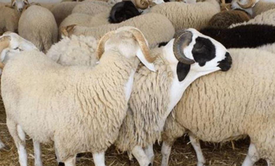 ما شروط الأضحية في عيد الأضحى؟...