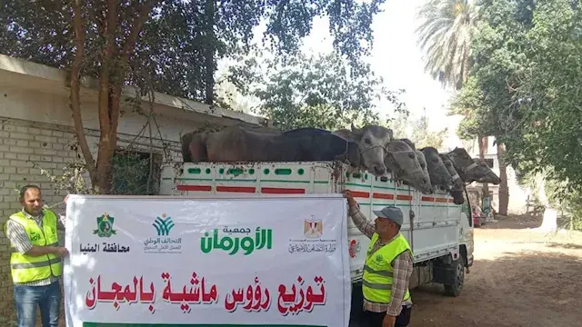 "الأورمان": تسليم 35 رأس ماشية لأسر أولى بالرعاية