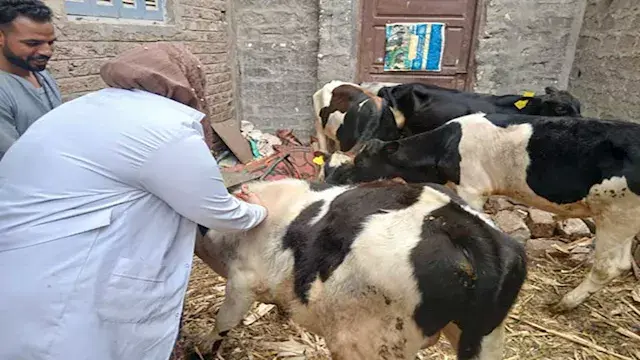 "الزراعة": تحصين 2.1 مليون رأس...