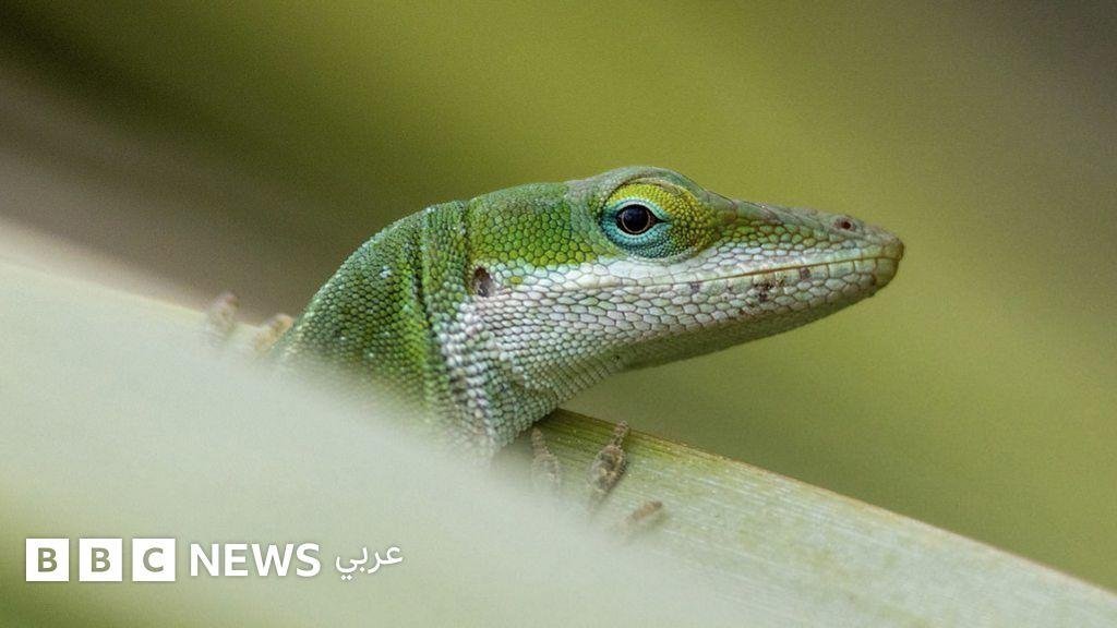 الحيوانات تشهد تطوراً استثنائي...