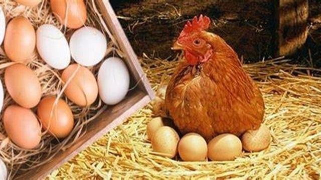شعبة الدواجن: أسعار الكتاكيت ت...