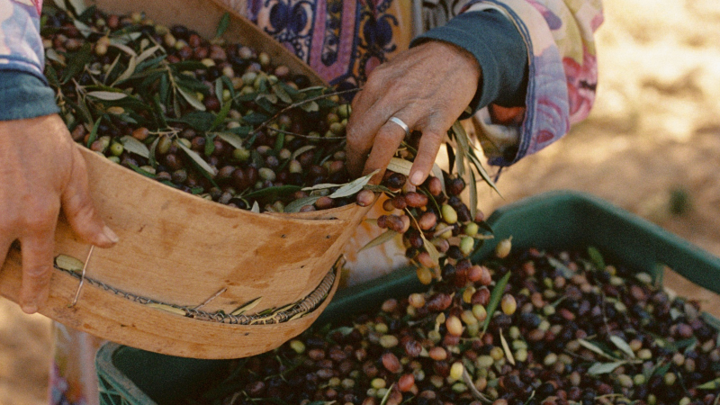 من أكبر منتجي زيت الزيتون في العالم.. ما سر غياب تونس عن الملصقات؟