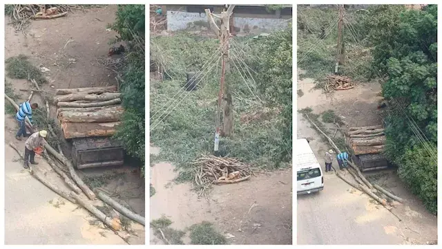 قطع "أشجار جنزور التاريخية" يث...