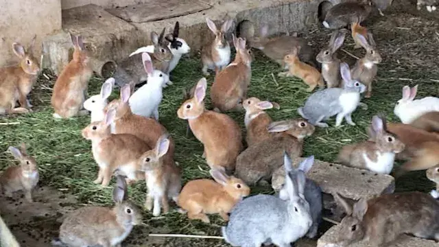 بحوث الحيوان: تطوير سلالات محس...