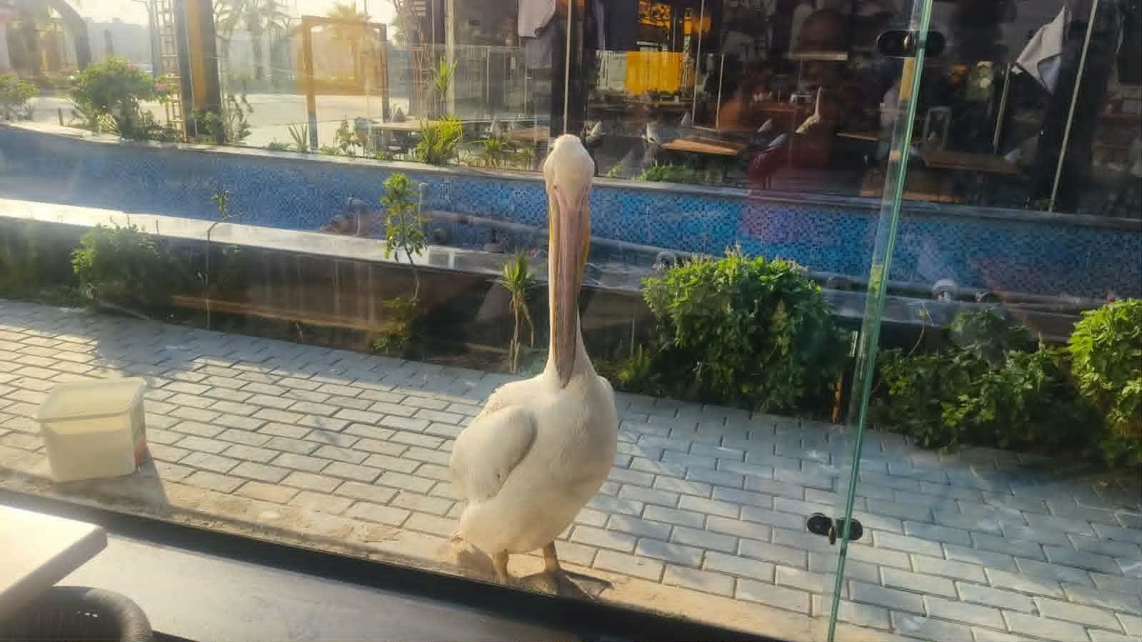 ضبط بجعة داخل محل أسماك بـ6 أك...