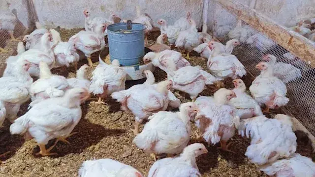 صور.. "بيطري القاهرة" تكشف تفا...