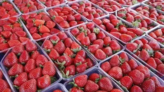 الشيكولاتة والفراولة المجمدة ف...