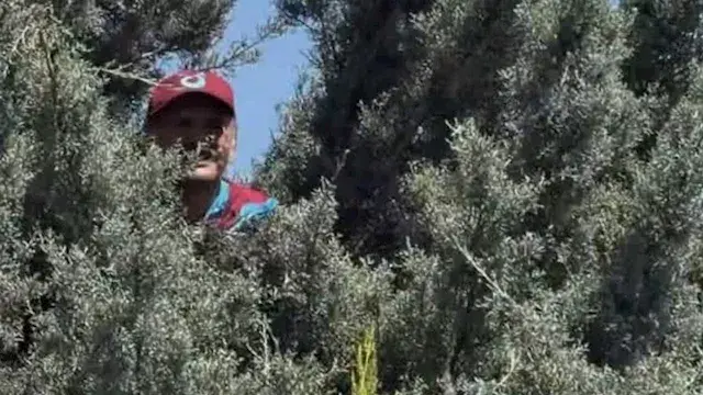 مشجع طرابزون يتسلق شجرة لمشاهد...