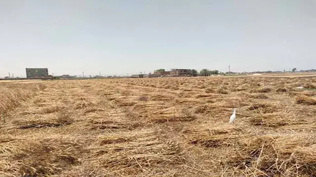 نشرة التوك شو| بشائر حصاد القم...