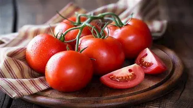 توتا أبسليوتا أخطر آفة تهدد مح...