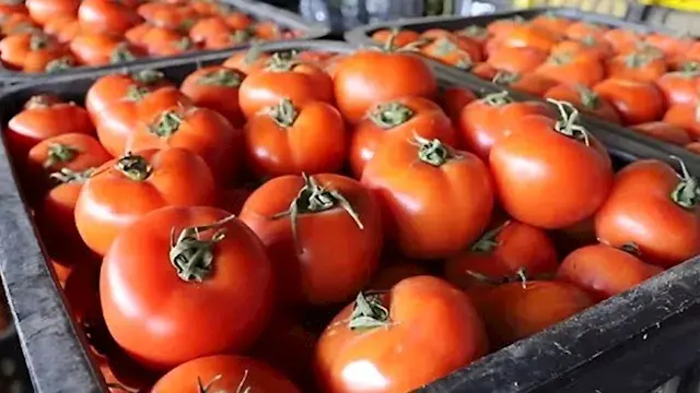 شعبة الخضروات تزف بشرى سارة: ا...
