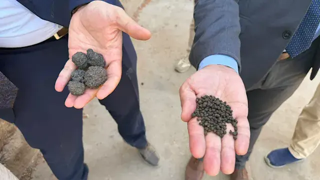 أشهر التوابل على موائد المصريين.. هكذا يُصْنَعُ الفلفل الأسود المغشوش في بني سويف -صور
