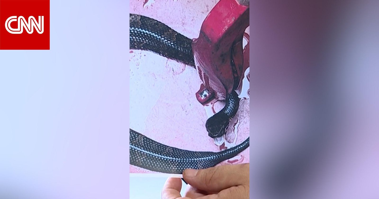 شاهد.. لاعب كرة قدم يكتشف ثعبا...