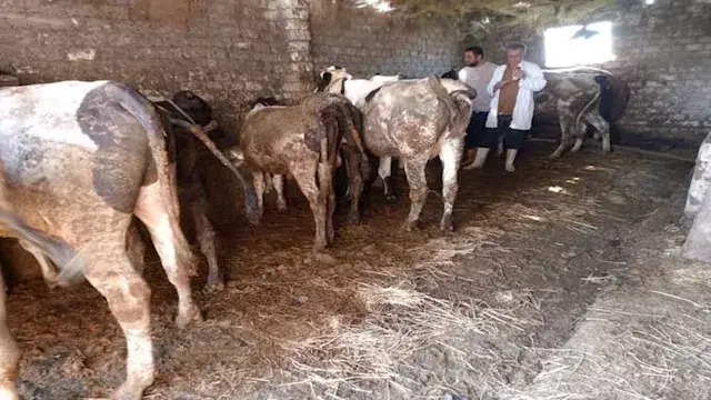 غدًا.. الزراعة تطلق الحملة الق...