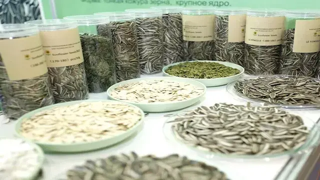 هل تناول قشور البذور يضر المعد...
