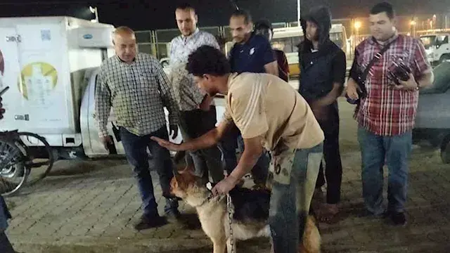 بالصور.. حي شرق أسيوط يواصل حملات تطعيم وترقيم الكلاب الضالة