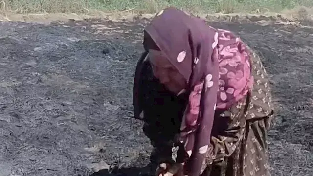 "الأرض إيجار والديون حصرتنا".. دموع مزارعة أكل حريق محصول قمحها بالشرقية