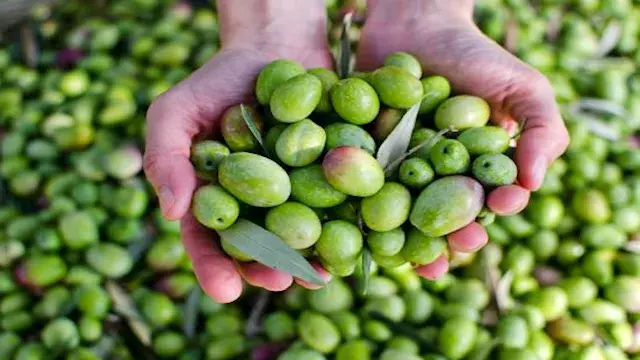 ما تأثير تناول الزيتون على الق...