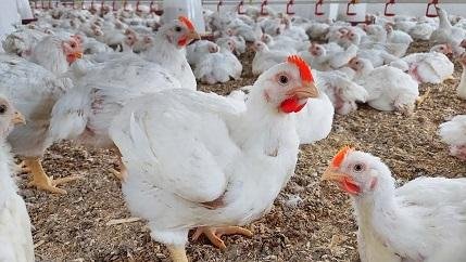 رئيس شعبة الدواجن: انخفاض الأس...
