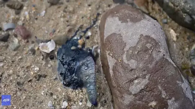 ظهور قناديل بحر سامة على شواطئ...