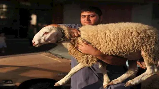 ما حكم الجمع بين الأضحية والعقيقة؟.. الإفتاء توضح