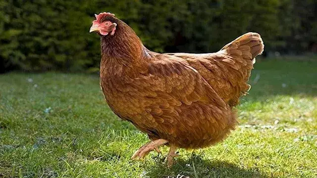 بعيدًا عن الهرمونات.. ما سبب ا...