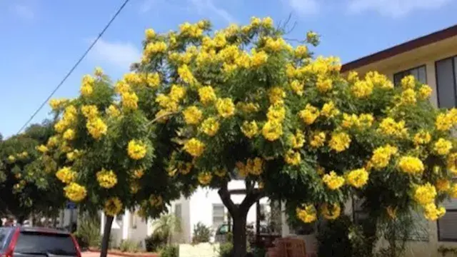 أكاسيا وبونسيانا وخف الجمل.. 7...