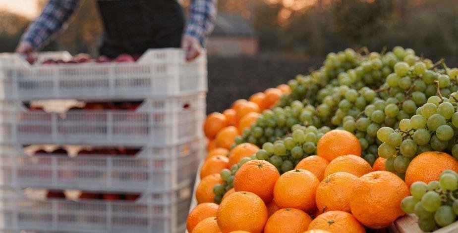 نائب رئيس شعبة الخضروات: لا حا...