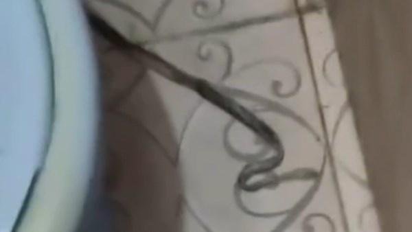فحص فيديو متداول لاقتحام ثعبان...