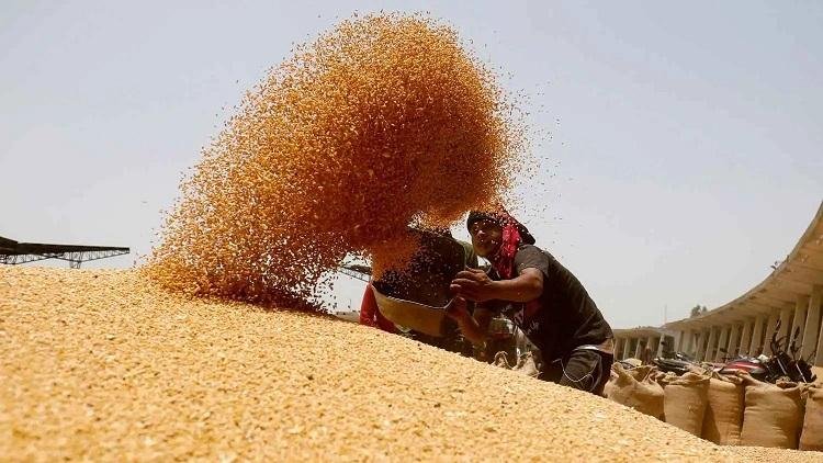 ارتفاع أسعار المحاصيل إلى أعلى...