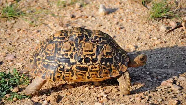 أصغر 8 زواحف على وجه الأرض.. ل...
