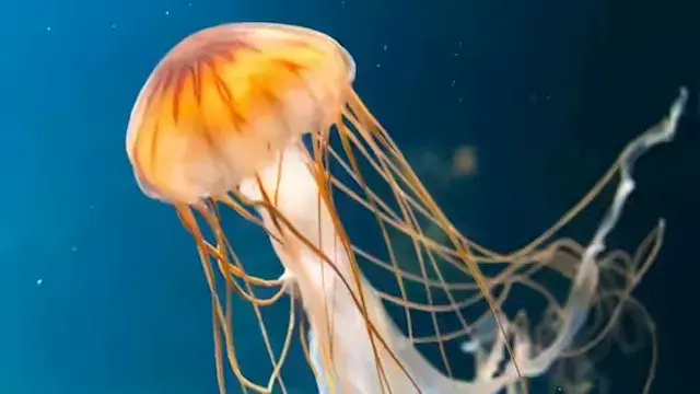 أبرزها السباحة مع القناديل.. أ...