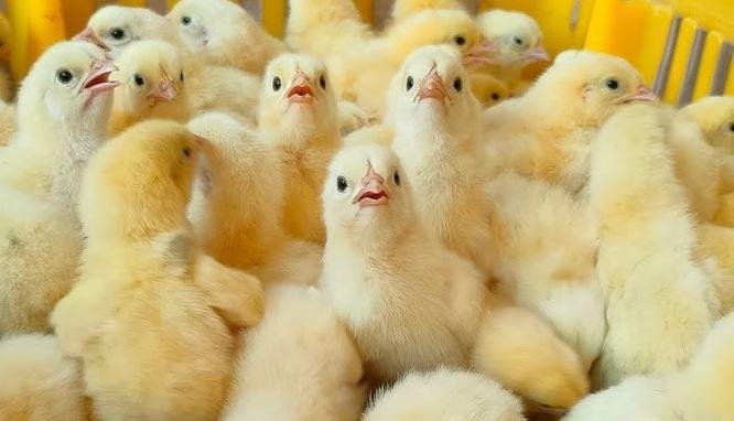 تراجع أسعار الدواجن يدفع المنت...