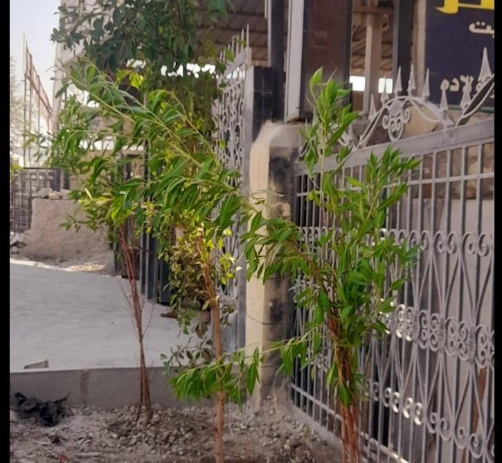 متحدث الحكومة: خطة لتشجير كل المحاور والطرق الرئيسية ومداخل المدن والقرى